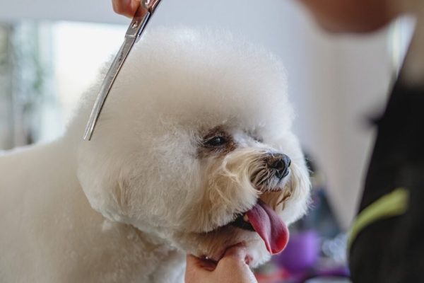 grooming white dog