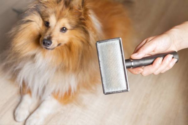 grooming with a dog brush on a shetland sheepdog