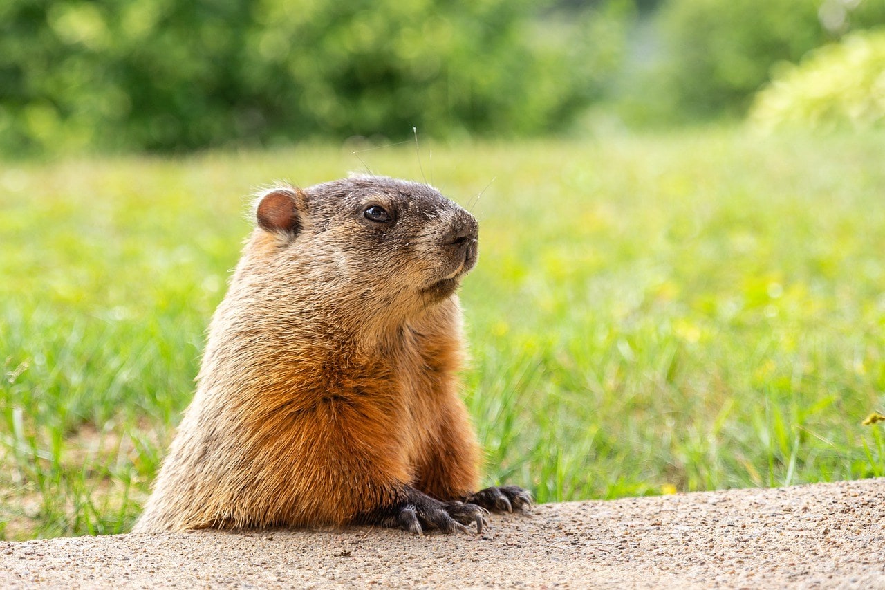 groundhog