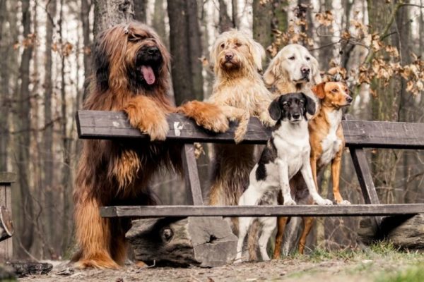 group of dogs in the park