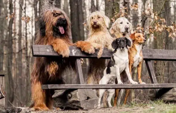 Are Dogs Social Animals? Vet-Reviewed Dog Socialization Science & Facts –  Dogster