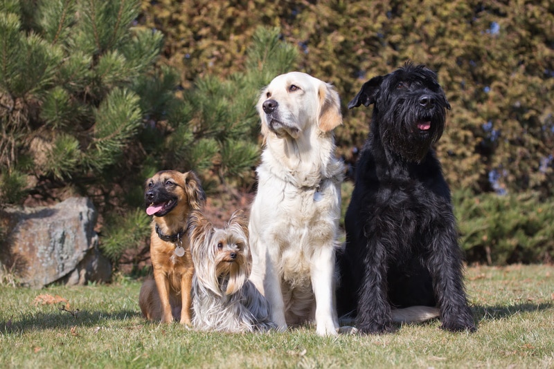 group of dogs sitting in the park