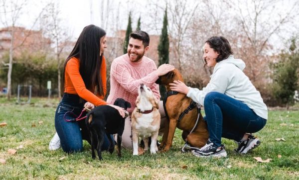 group of friends meet in the park with their dogs