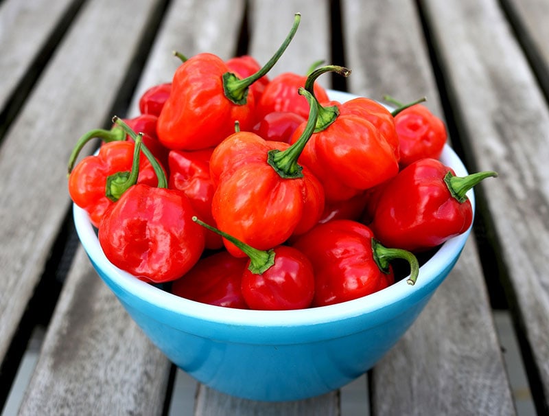 habanero chillies in a bowl
