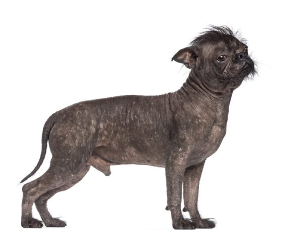 hairless french bulldog