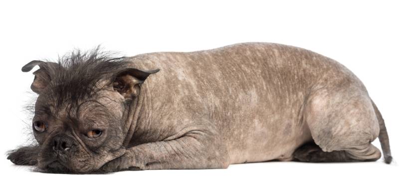 hairless french bulldog