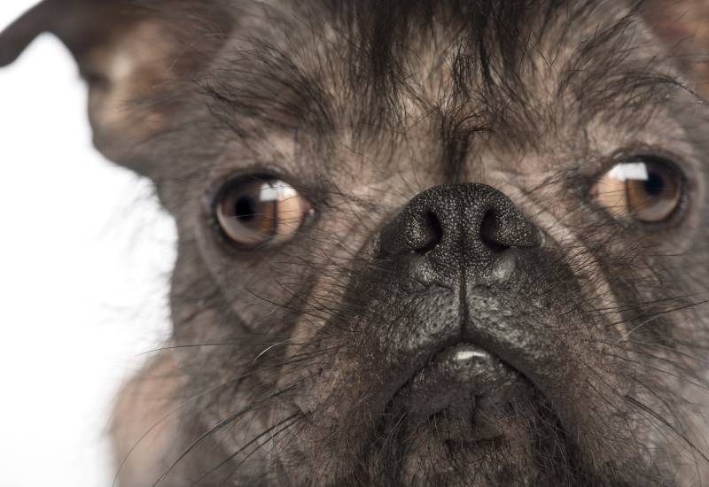hairless french bulldog