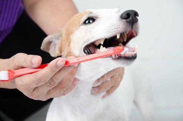 hand brushing dogs teeth