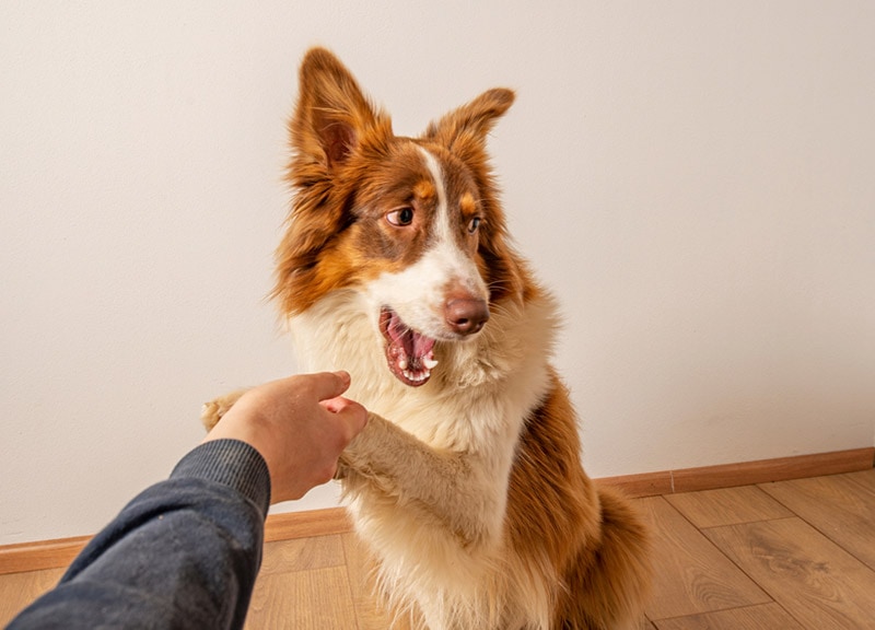 hand holding australian shepherd dog's paw