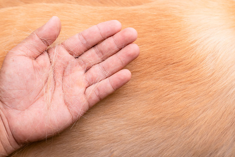 hand holding dog hairs