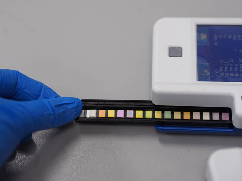 hand holding urine strip test of an animal for urinalysis
