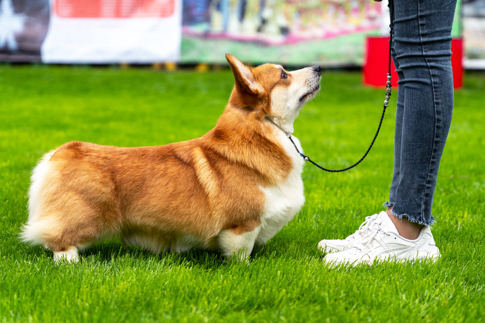handler put corgi dog in the right stance at international dog show