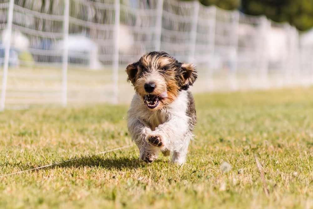 happy and excited Petit Basset Griffon Vendeen running dog sports