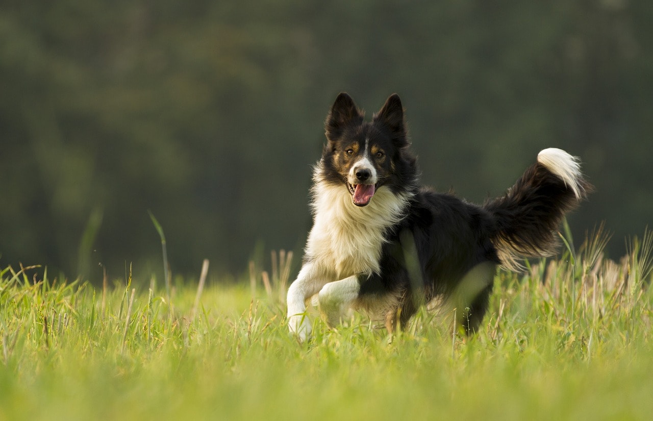 happy border collie