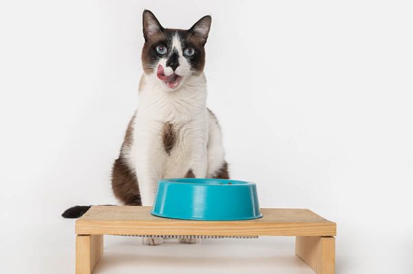happy cat with elevated feeder lick hungry