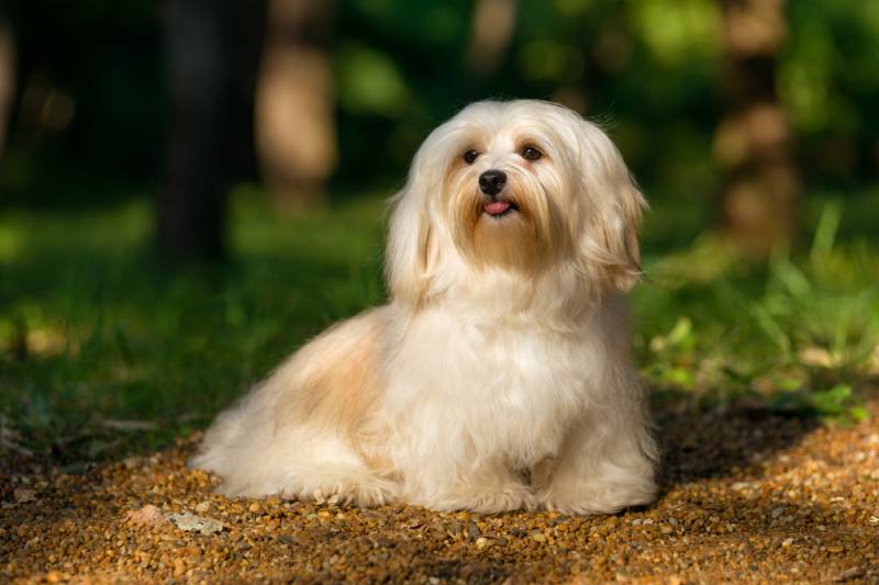happy cream havanese dog