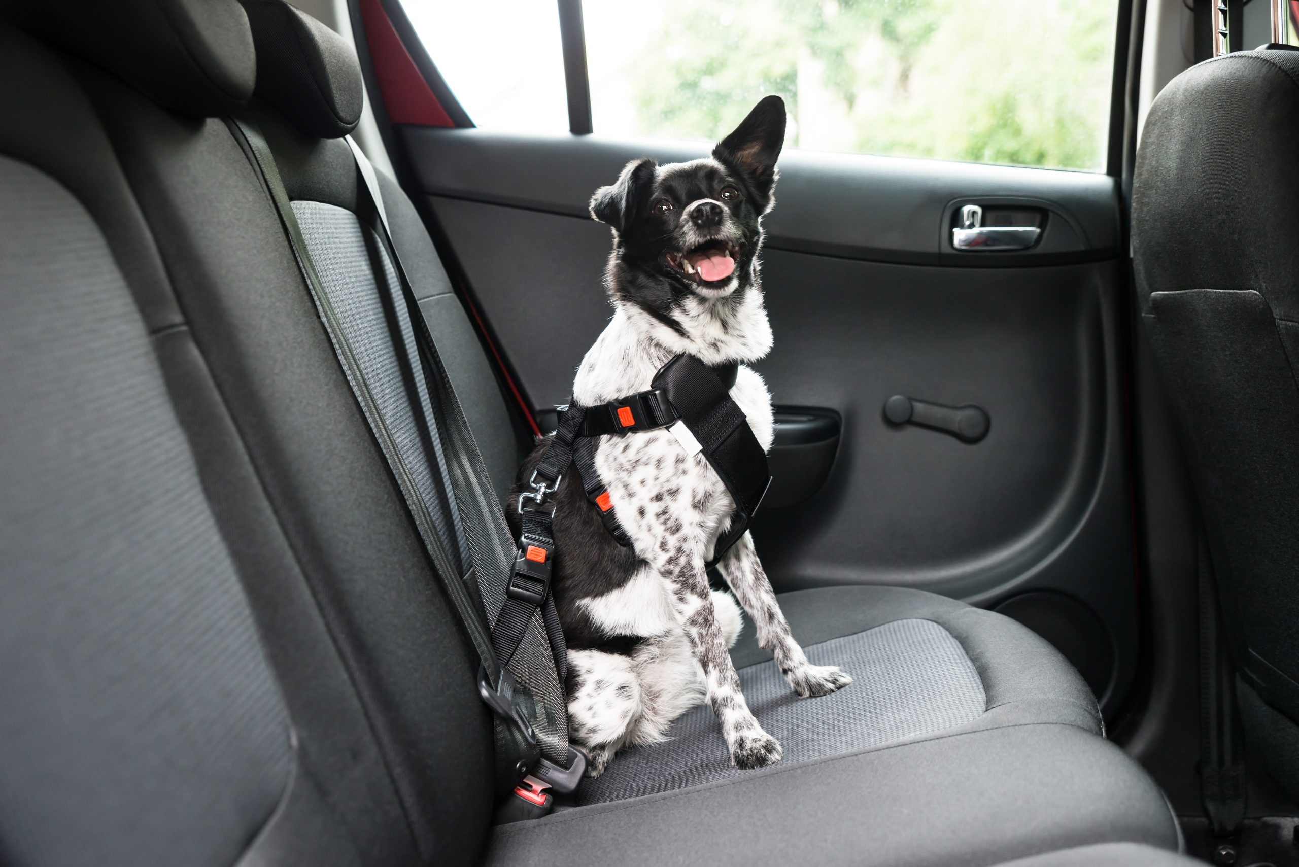 happy cute dog in the car