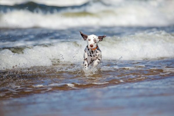 happy dalmatian puppy running in the sea