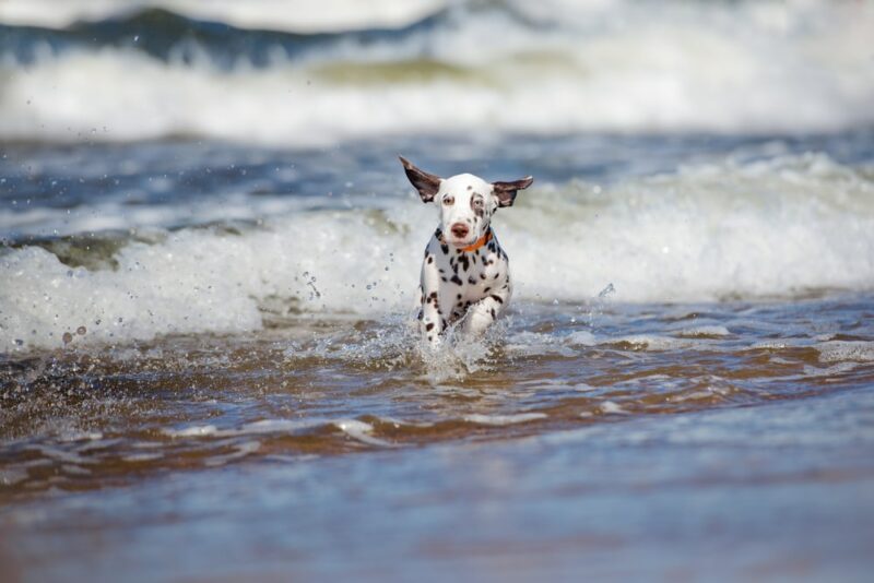 happy dalmatian puppy running in the sea