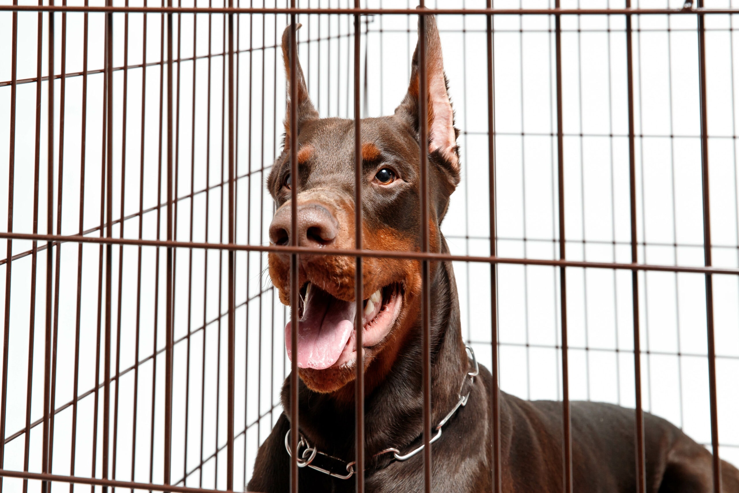 happy doberman in a cage