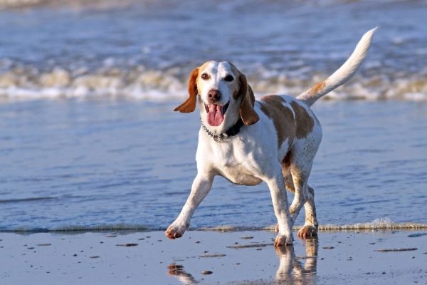 happy dog by the beach