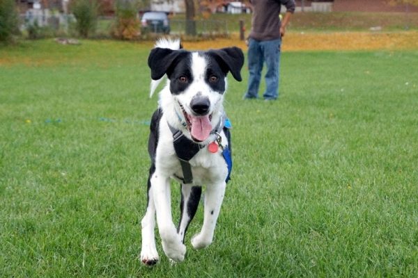 happy dog running in the park