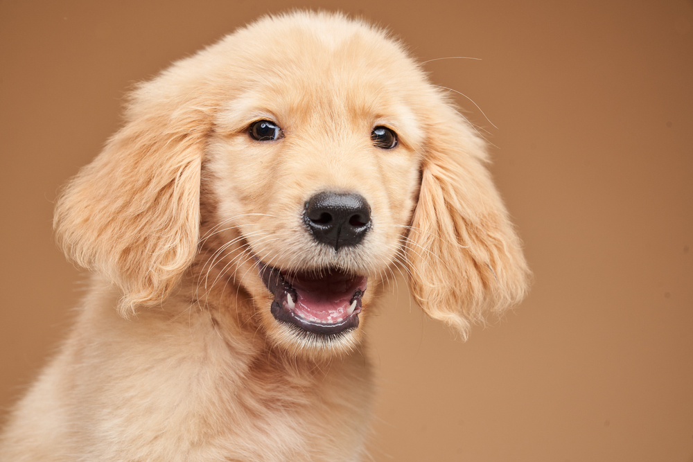 happy golden retriever showing its teeth