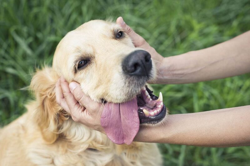 happy golden retriever