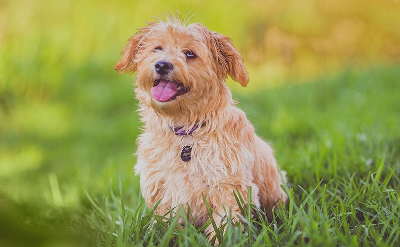 happy looking dog sitting on long grass