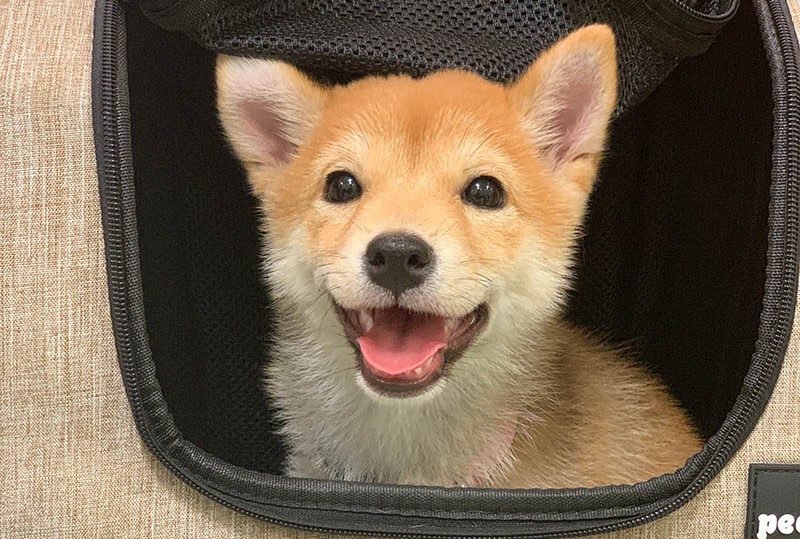 happy Mini Shiba puppy inside a carrier bag