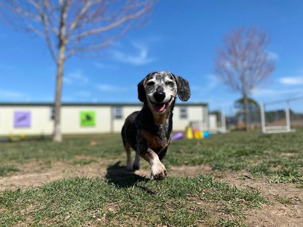 happy senior dachshund dog at daycare