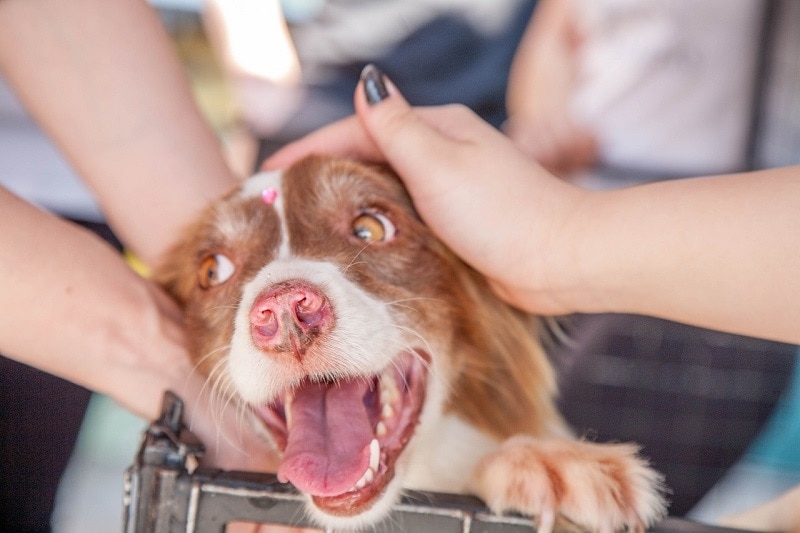 happy shelter dog