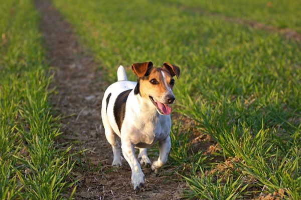 happy small dog walking during sunset