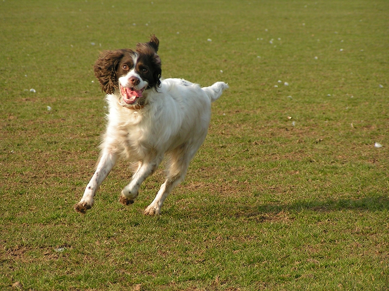 happy spaniel at the park