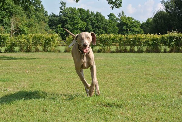 happy-weimaraner-dog-running-in-the-park