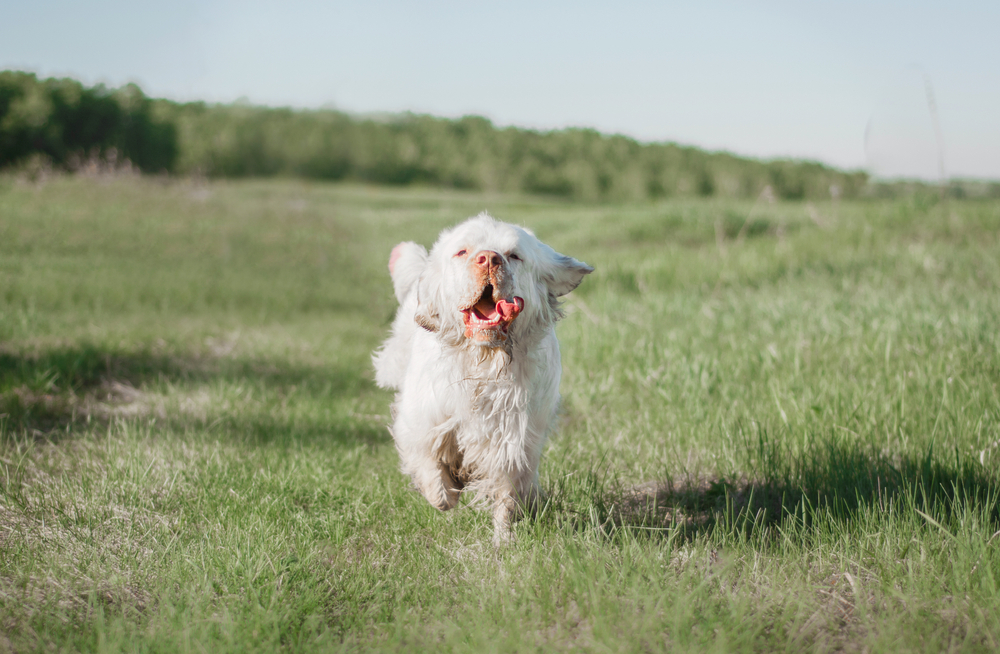 happy white dog clumber spaniel runs on a meadow in a summer field