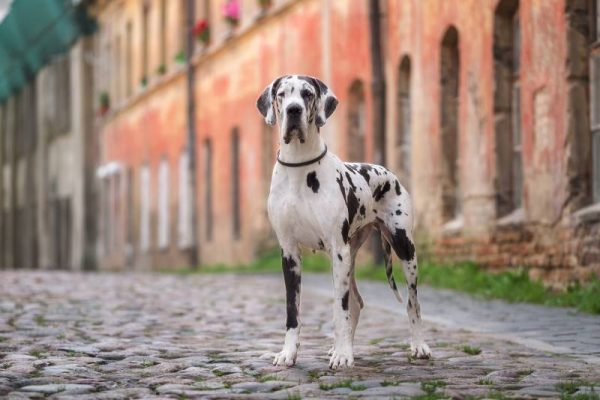 harlequin great dane dog standing outdoors