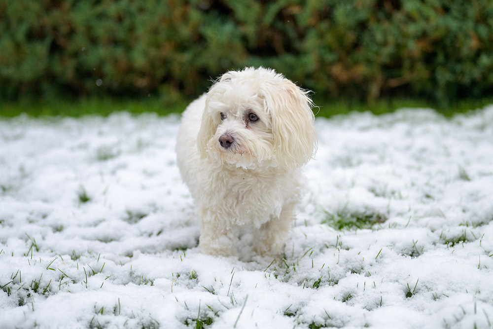 havamalt dog in the snow