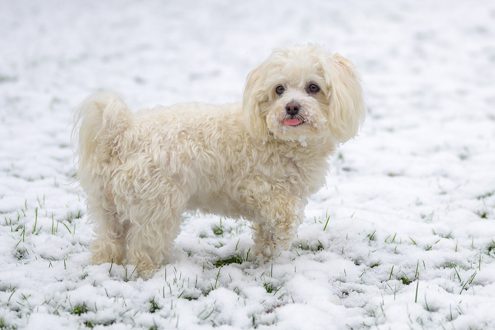havamalt mix dog in the snow