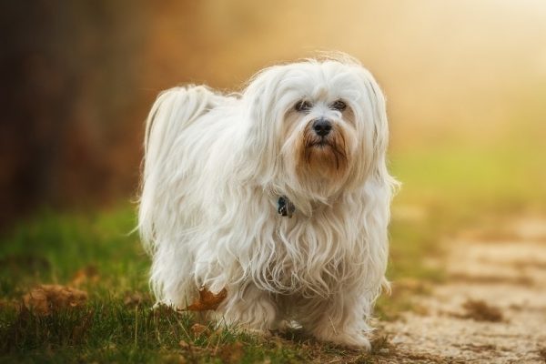 Havanese dog_ralfdeon, Pixaba