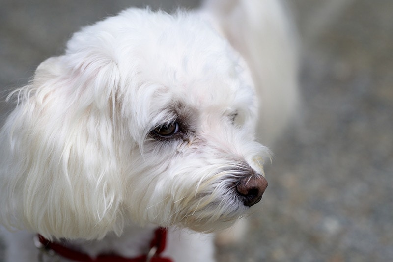 havanese dog close up