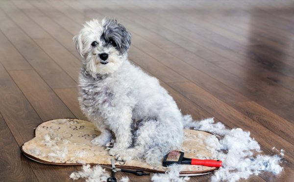 havanese dog getting groomed