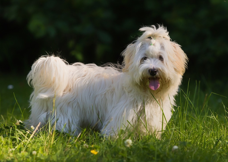 havanese dog on the grass