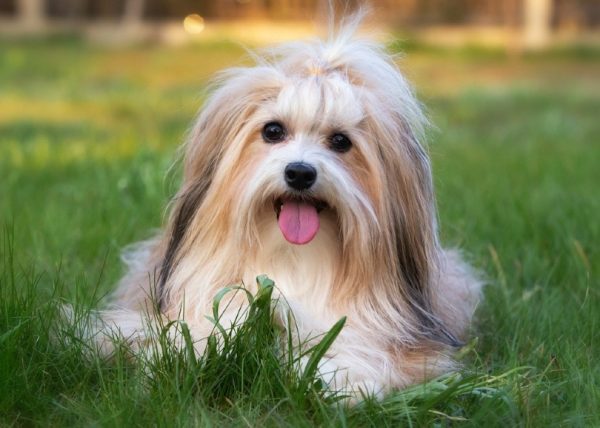 havanese on grass