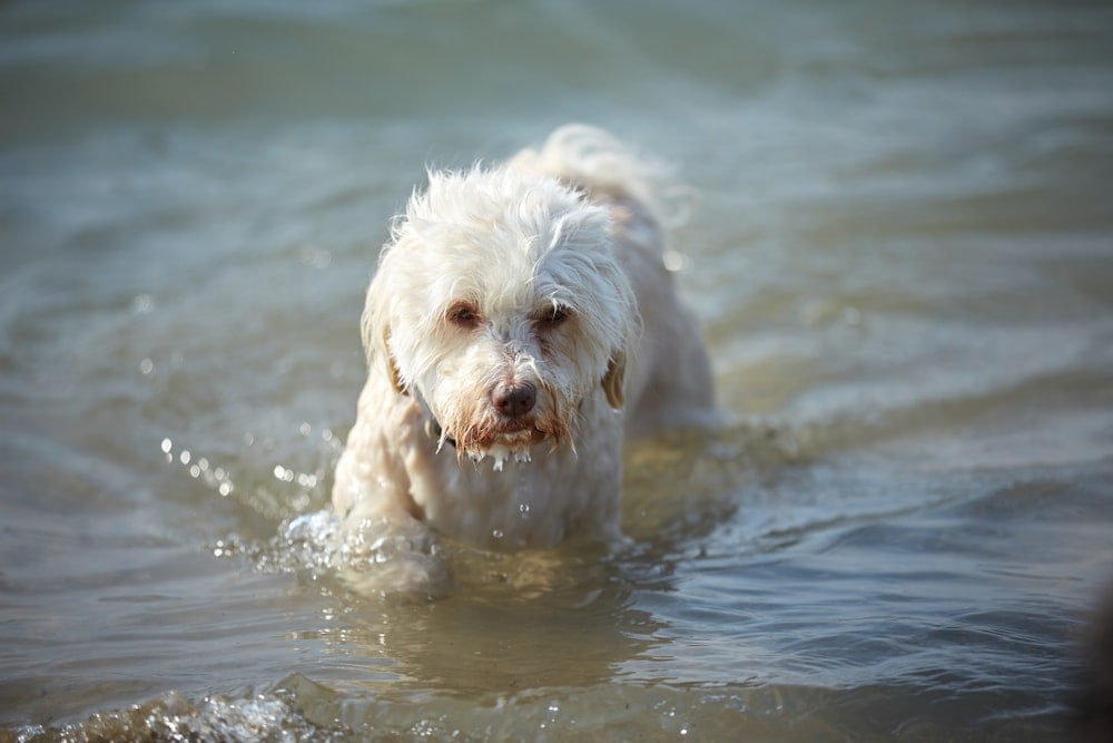 havanese swimming