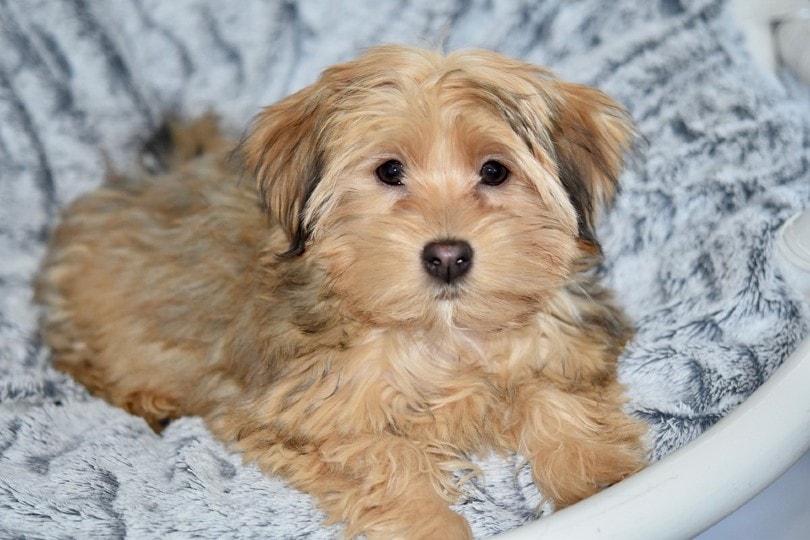 havanese sitting