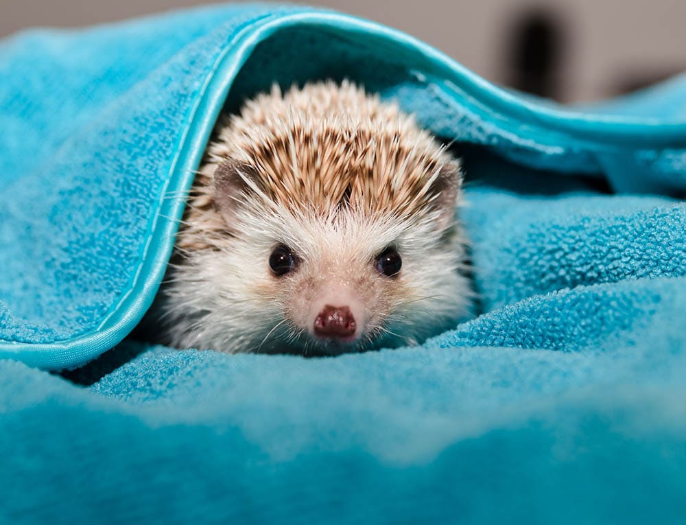hedgehog in a towel