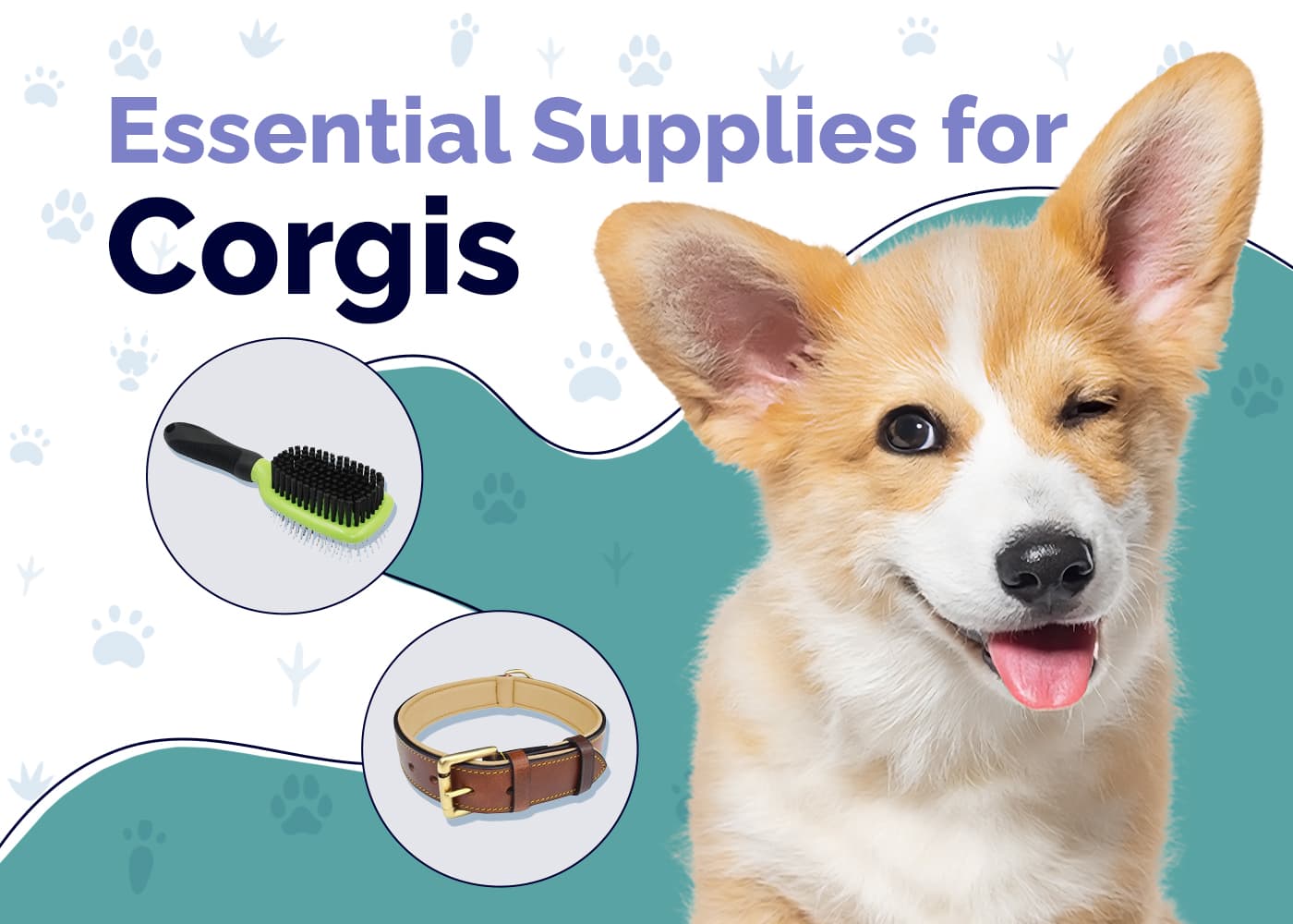Essential Supplies For Corgis