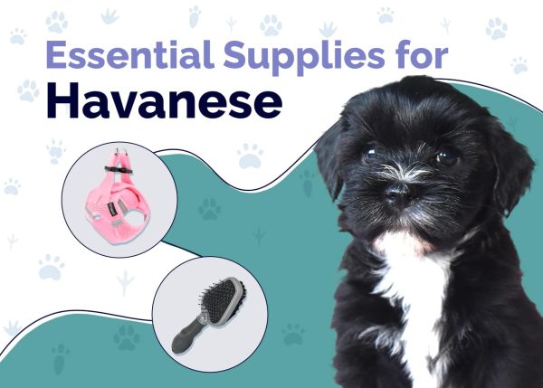 Essential Supplies For Havanese