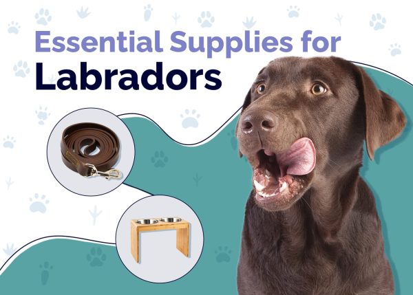 Essential Supplies For Labrador